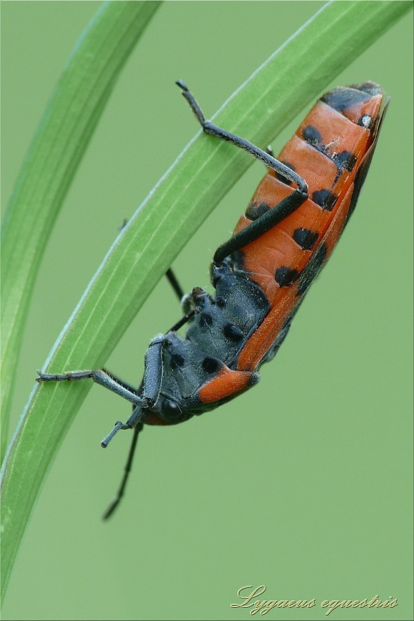 Lygaeidae: Spilostethus pandurus della Sicilia (CT)